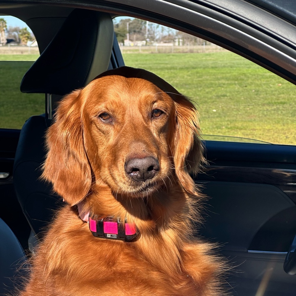 Meet your Posher, Genises